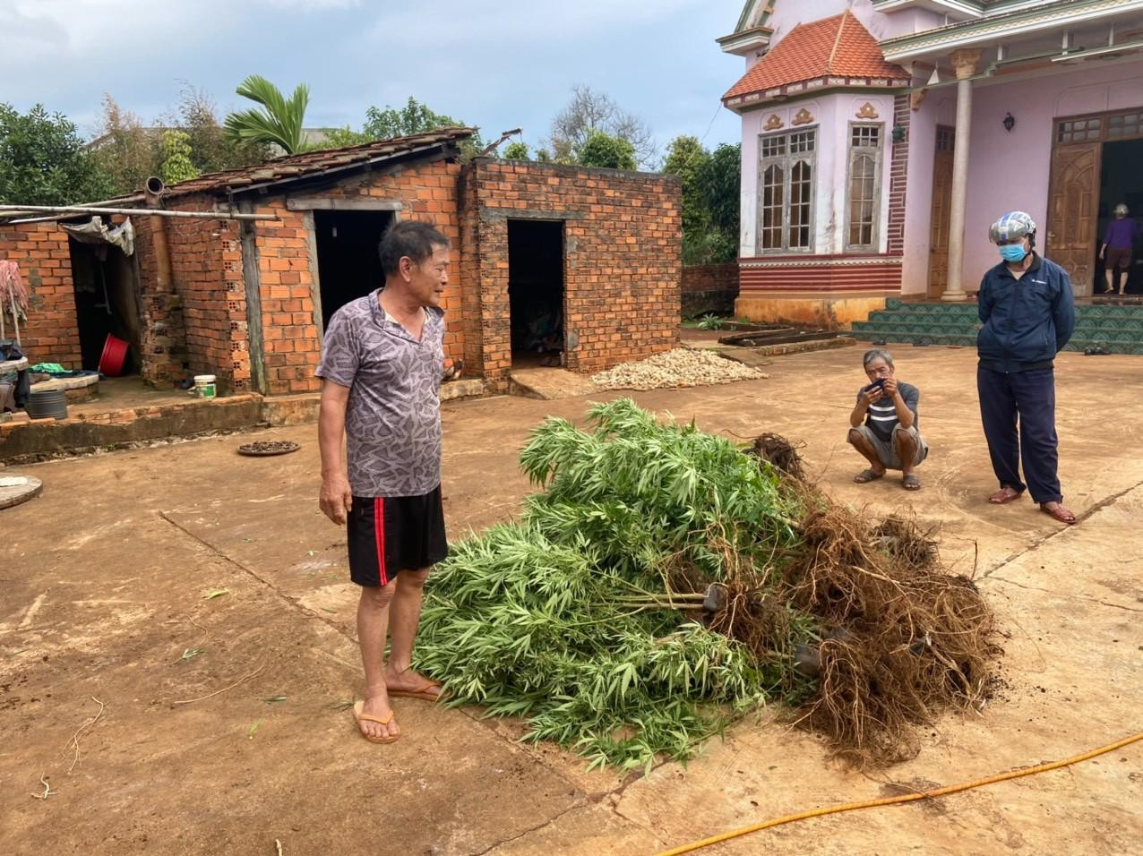 Triệt xoá điểm trồng trái phép cây cần sa tại thôn Lộc Bằng, xã Phú Lộc